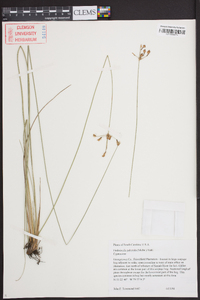 Fimbristylis puberula image