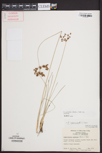 Fimbristylis puberula image