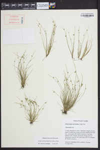 Isolepis carinata image