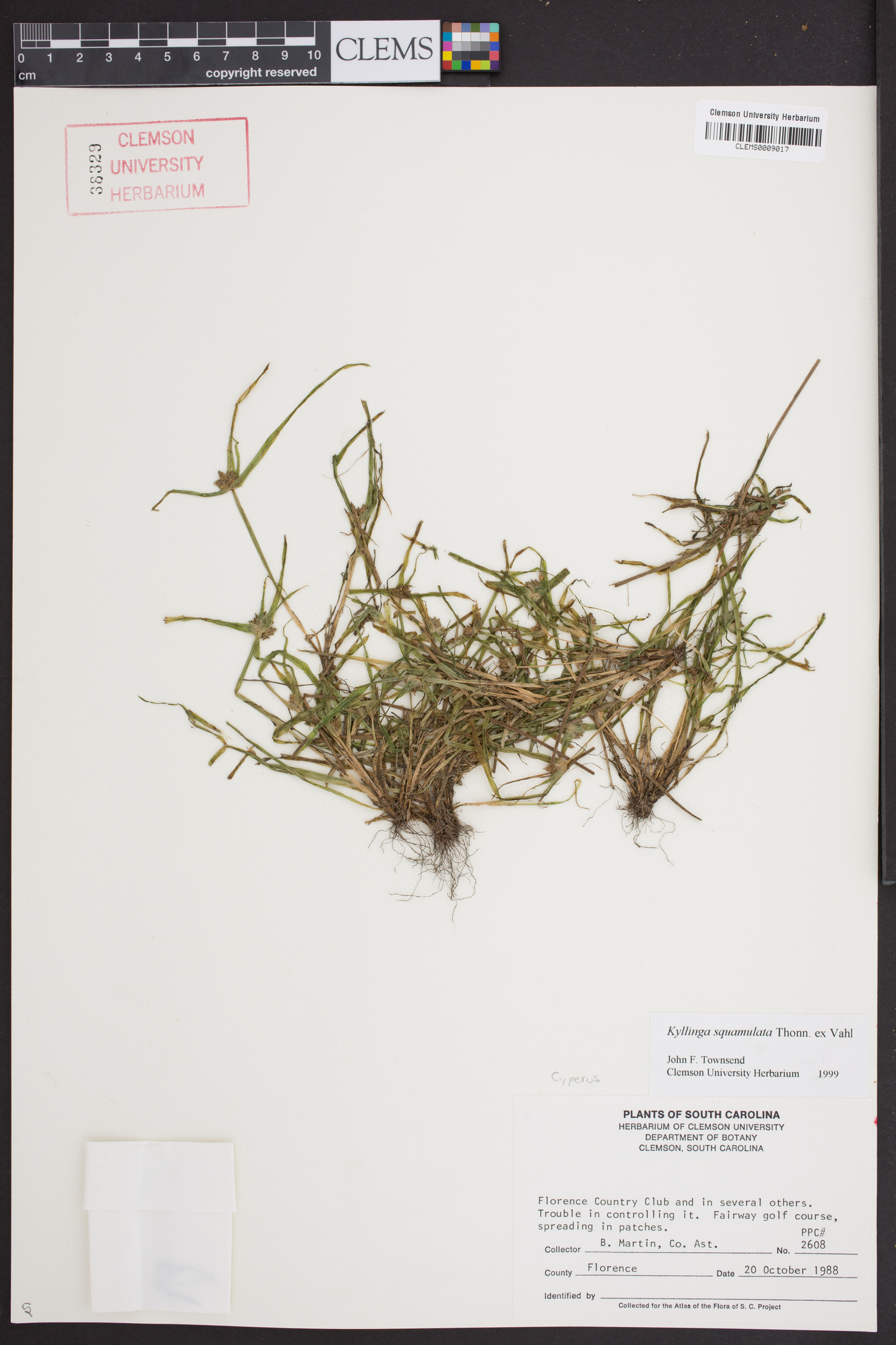 Kyllinga squamulata image