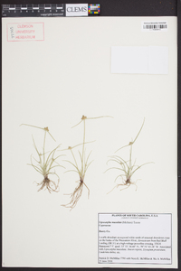 Cyperus neotropicalis image