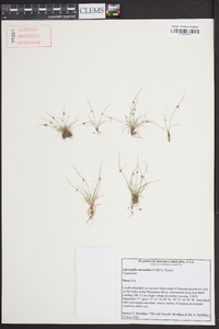 Cyperus subsquarrosus image