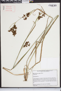 Rhynchospora caduca image