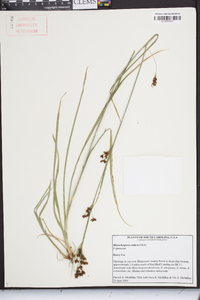 Rhynchospora caduca image
