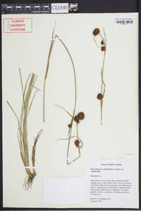 Rhynchospora cephalantha var. cephalantha image
