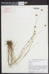Rhynchospora chapmanii image