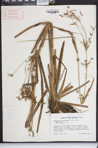 Rhynchospora corniculata image
