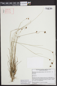 Rhynchospora fascicularis image