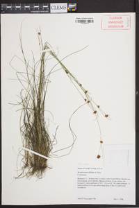 Rhynchospora filifolia image