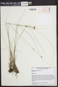 Rhynchospora filifolia image