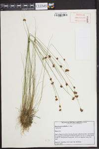 Rhynchospora filifolia image