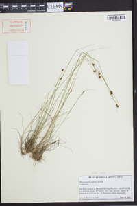 Rhynchospora filifolia image