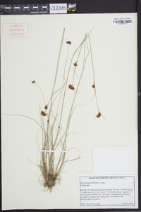 Rhynchospora filifolia image