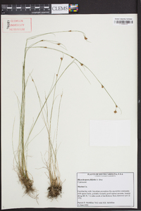 Rhynchospora filifolia image