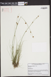 Rhynchospora filifolia image