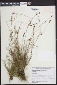 Rhynchospora globularis image