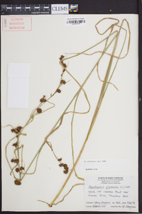 Rhynchospora glomerata image