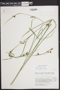 Rhynchospora glomerata image