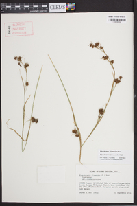 Rhynchospora glomerata image