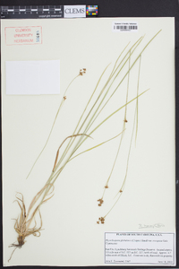 Rhynchospora harveyi image