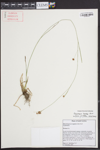 Rhynchospora harveyi image