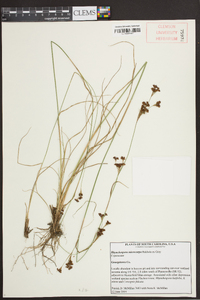 Rhynchospora microcarpa image