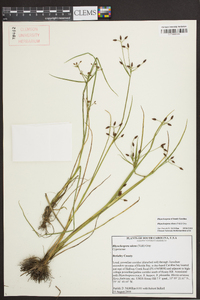 Rhynchospora nitens image