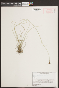 Rhynchospora perplexa var. perplexa image