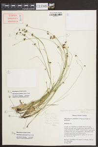 Rhynchospora pinetorum image