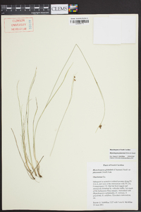 Rhynchospora pinetorum image