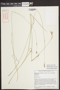 Rhynchospora pinetorum image