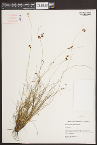Rhynchospora plumosa image