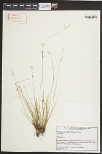 Rhynchospora rariflora image