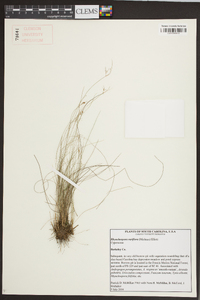 Rhynchospora rariflora image