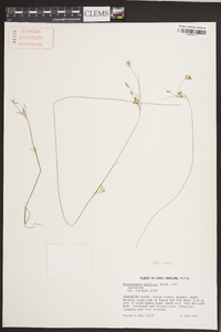 Rhynchospora rariflora image