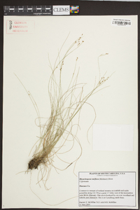 Rhynchospora rariflora image