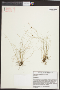 Rhynchospora rariflora image