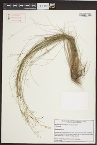 Rhynchospora rariflora image