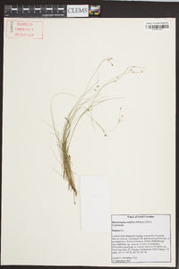 Rhynchospora rariflora image