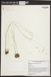 Rhynchospora rariflora image