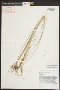 Rhynchospora stenophylla image