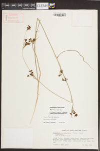 Rhynchospora sulcata image