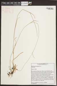 Rhynchospora baldwinii image