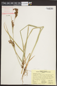 Rhynchospora caduca image