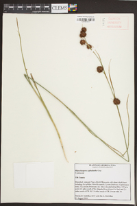 Rhynchospora cephalantha image