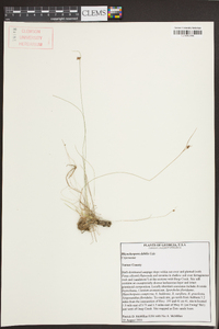 Rhynchospora debilis image