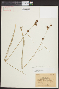 Rhynchospora fascicularis image