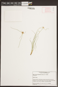 Rhynchospora floridensis image