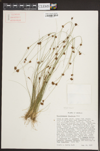 Rhynchospora filifolia image