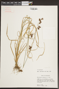 Rhynchospora glomerata image